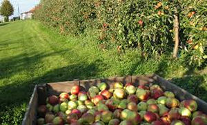 producteur fruit dans le beaujolais